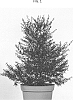 Leptospermum%20scoparium%20%27RUYLEPLAR%27