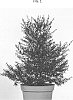 Leptospermum%20scoparium%20%27RUYLEPLAR%27