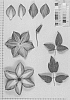 Clematis%20L.%20%27UTOP013%27