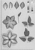 Clematis%20L.%20%27UTOP013%27