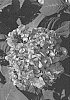 Hydrangea%20macrophylla%20%27COF-HM3%27
