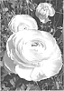 Ranunculus%20asiaticus%20%27ABPEGASO%27