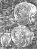 Ranunculus%20asiaticus%20%27ABORIONE%27