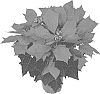 Euphorbia%20pulcherrima%20Willd.%20%27Rineab%27