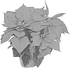 Euphorbia%20pulcherrima%20Willd.%20%27Rinean%27