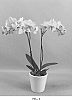 Phalaenopsis%20hybrid%20%27PHALHOCH%27