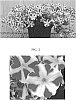 Petunia%20x%20hybrida%20%27Sunpetu%20882%27