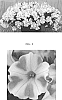 Petunia%20x%20hybrida%20%27Sunpetu%20761%27