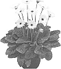 Gerbera%20hybrida%20%27Sweet%20Frosting%27