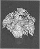 Caladium%20X%20hortulanum%20%27WCH%20PK%20158-22%27