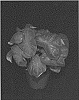 Caladium%20X%20hortulanum%20%27JPD%20OF14-457%27