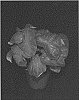 Caladium%20X%20hortulanum%20%27JPD%20OF14-457%27
