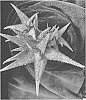 Aloe%20hybrid%20%27PURPLE%20PEOPLE%20EATER%27