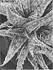 Aloe%20hybrid%20%27KRAKATOA%27