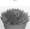 Echeveria%20agavoides%20%27TSAECH1910%27