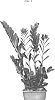 Zamioculcas%20zamiifolia%20%28hort.%20Lodd.%29%20Engl.%20%27DUYZAM1801%27