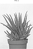 Aloe%20vera%20%27NEDALVER%27