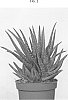 Aloe%20vera%20%27NEDALVER%27