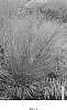 Molinia%20caerulea%20%27Whirlwind%27