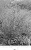 Molinia%20caerulea%20%27Whirlwind%27