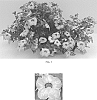Calibrachoa%20x%20hybrida%20%27Balchadotin%27