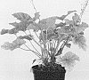 Heuchera%20hybrid%20%27Happy%20Flames%27