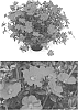 Portulaca%20umbraticola%20%27DPORMOJAFU%27