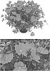 Portulaca%20umbraticola%20%27DPORMOJAFU%27