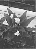 Zantedeschia%20sprengeri%20%27Alice%20Springs%27