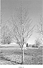 Prunus%20sargentii%20%27JFS%20KW21PS%27
