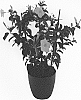 Mandevilla%20sanderi%20%27Lanconnecticut%27