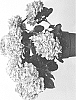 Hydrangea%20macrophylla%20%27HIMOU%27