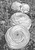 Ranunculus%20asiaticus%20%27ABUNICORNO%27