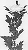 Chrysanthemum%20X%20morifolium%20%27DLFSALM2%27