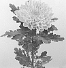 Chrysanthemum%20x%20morifolium%20%27DLFLOTU3%27