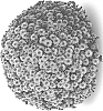 Chrysanthemum%20X%20morifolium%20%27G21SOU06PI%27