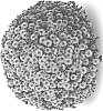 Chrysanthemum%20X%20morifolium%20%27G21SOU06PI%27
