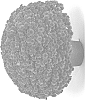 Chrysanthemum%20X%20morifolium%20%27G21SOU14RE%27