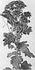 Chrysanthemum%20X%20morifolium%20%27DLFCHIA4%27