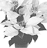 Euphorbia%20pulcherrima%20Willd.%20%27Rineal%27