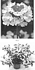 Verbena%20hybrida%20%27VEAZ0057%27
