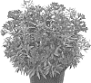 Alstroemeria%20hybrida%20%27Tessumred%27