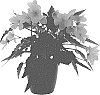 Begonia%20boliviensis%20X%20Begonia%20x%20tuberhybrida%20%27KROUTYE01%27