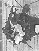 Begonia%20x%20tuberhybrida%20%27Kerbespicup%27