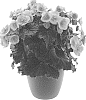 Begonia%20x%20hiemalis%20%27BKPBEESM%27