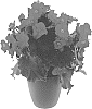 Begonia%20x%20hiemalis%20%27BKPBEMCRG%27