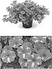 Petunia%20X%20hybrida%20%27BBTUN91601M2%27