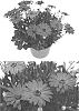 Osteospermum%20ecklonis%20%27INOSTBLPUR%27
