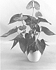 Anthurium%20andraeanum%20L.%20%27ANTHETAAD%27