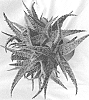 Aloe%20hybrid%20%27CRIMSON%20DRAGON%27